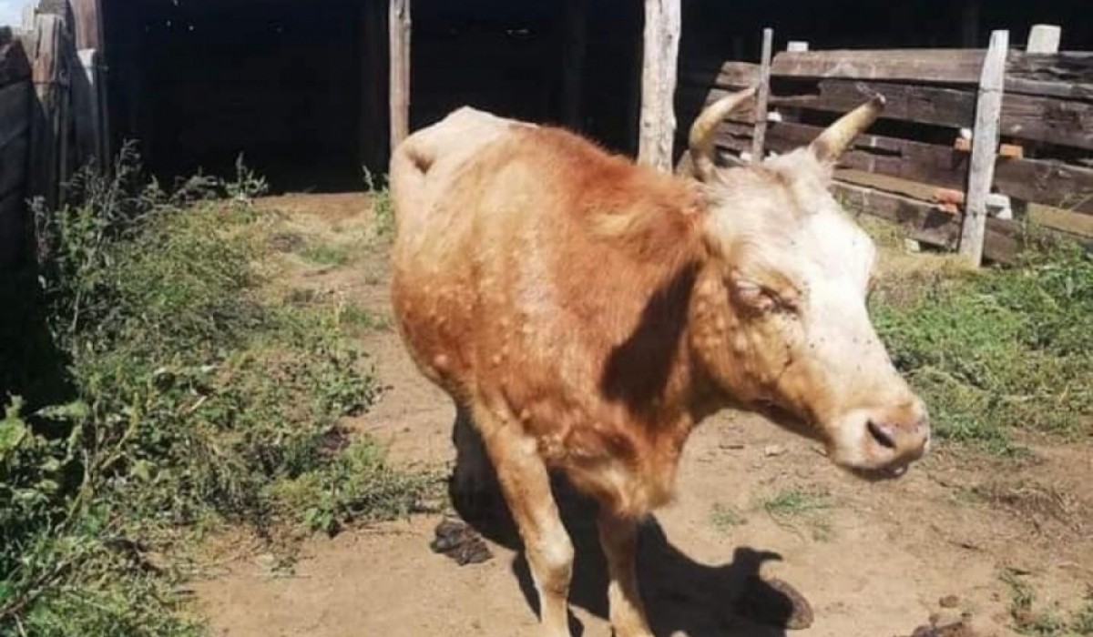 Булган аймгийн Булган суманд үхрийн арьс товруутах өвчин гарчээ