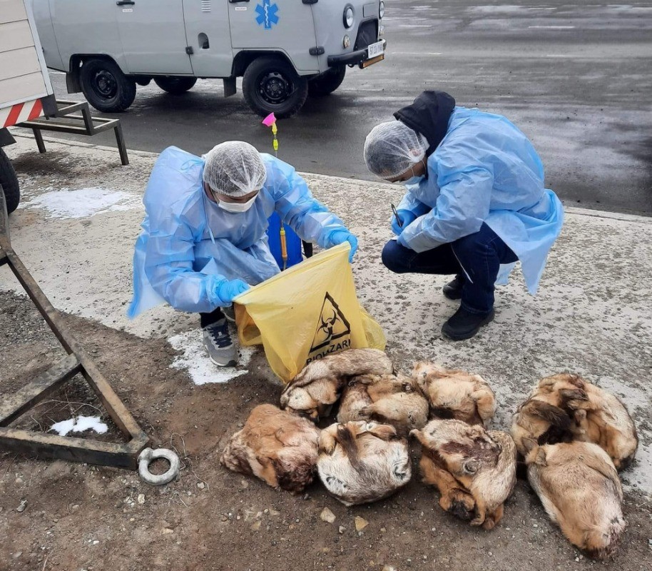 Товчоогоор 32 ширхэг тарвага, хоёр ширхэг хар үнэг нэвтрүүлэхийг завджээ