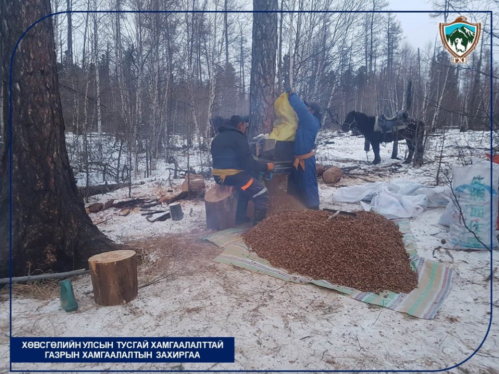 Самар түүж байсан 90 гаруй иргэнийг буулгажээ