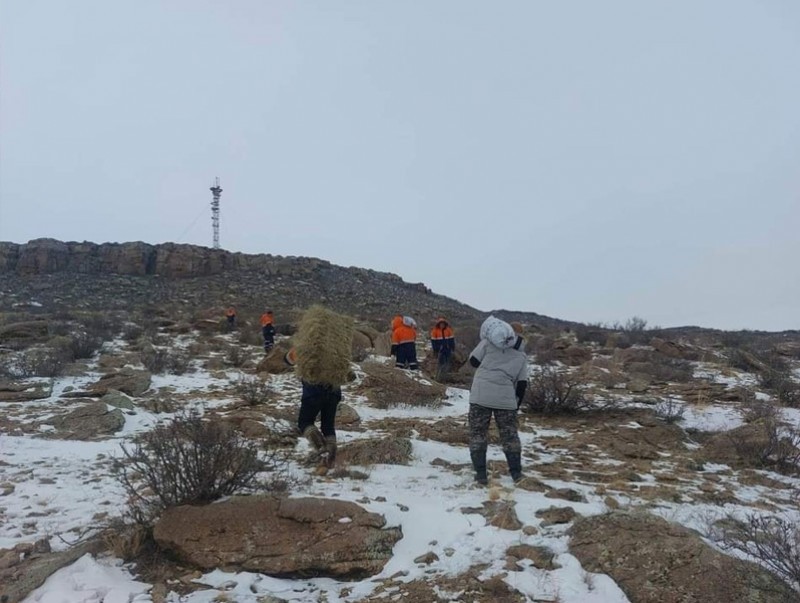 Дархан хаан ууланд нутаглаж буй Аргаль хонинд өвс, хужир тараан байршуулжээ