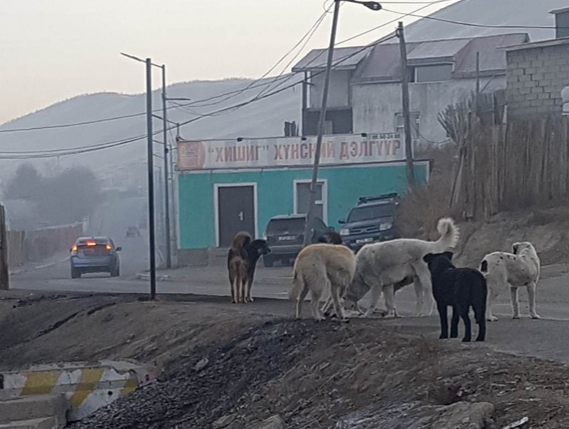 Нохойд хазуулахаас сэргийлэх 5 алхам