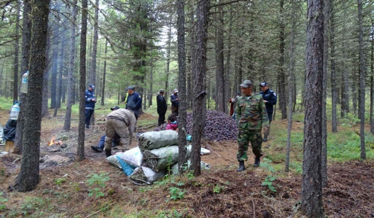 Нэг килограмм самрыг 296,700 төгрөгөөр үнэлж, хариуцлага тооцно