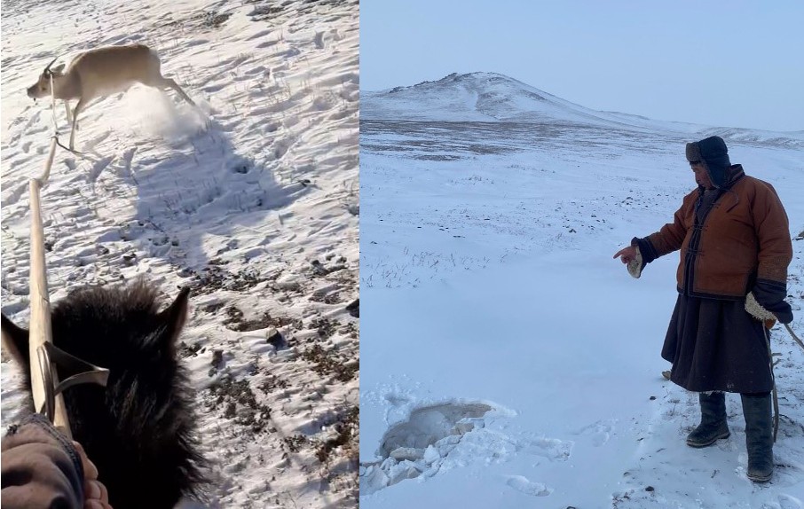 Цахим сүлжээнд тавигдсан цагаан зээр барьсан, агнасан гэх мэдээллүүд ташаа мэдээлэл болохыг мэдэгдэж байна